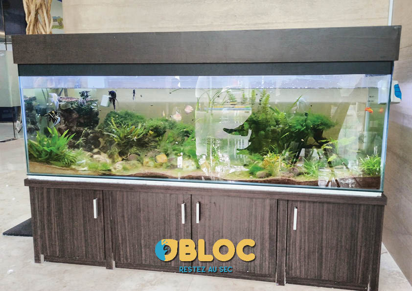 Fuite d’Aquarium 🌊 Stoppez l’Eau et Protégez Votre Maison